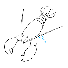 Lobster fishery will soon have to contend with new rules designed to protect an endangered species of whale, and that could necessitate major changes for people in the industry. How To Draw A Lobster Really Easy Drawing Tutorial