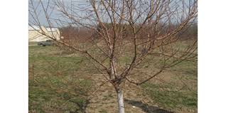Spray copper sprays on your apricot tree at the bottle's indicated rate before the fall rains begin. Early Spring Garden Cleanup And Fruit Tree Care Morning Ag Clips