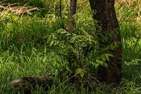 Image result for Lannea discolor