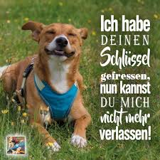 Hundespruche Hundeliebe Bindung Verlassensangst Tierschutz Tierschutzhund Tierschutzspanien Podencomix Hundelie Spruche Tiere Hunde Tierschutz Hunde