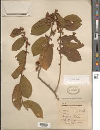 Image result for Grewia forbesii