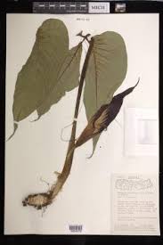 Image result for Arisaema mildbraedii