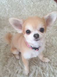 Black Apple Head Chihuahua Full Grown Accessories Applehead Chihuahua Deerhead Outfits Clothes Puppies Teacup Haired Apple Grown Micro N In 2020 Cute Baby Animals Cute Chihuahua Baby Chihuahua