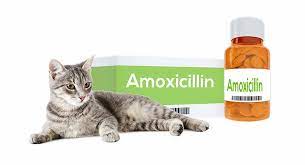 Amoxicillin For Cats How It Works Dosage And Side Effects