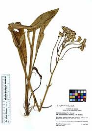 Image result for Senecio luembensis