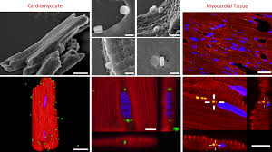 Información, novedades y última hora sobre ulises ruiz. Guillermo U Ruiz Esparza Md Phd