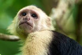 838 White Faced Monkey Costa Rica Stock Photos