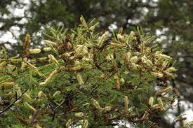 Image result for Newtonia hildebrandtii