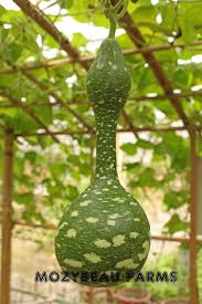 скачать книгу библиотека душ нет выхода из дома странных детей Http Www Ebay Com Itm 30 Birdhouse Gourd Seeds Bottleneck Premium Usa Heirloom Seeds 310993568588 Pt Lh Defaultdomain 0 30 Bird Heirloom Seeds Gourds Seeds