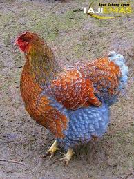 Pin Di Nature
