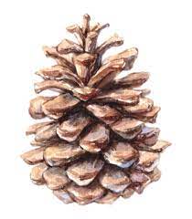 Pinecone Image Pinecone Clipart Clipart Wall Art Water Color Printable Png Jpg Instant Download Clip Art Scrapbook Materials Image