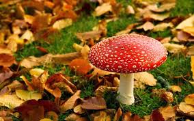 Mooie Herfst Wallpapers Bureaublad Achtergronden Herfst Paddestoelen Bureaublad Achtergrond