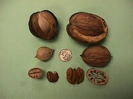 Check spelling or type a new query. Hickory Nuts Shagbark Shellbark