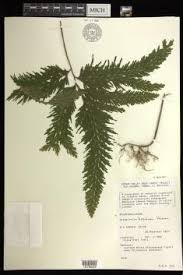 Image result for Selaginella cathedrifolia