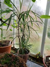 Image result for Fuirena stricta