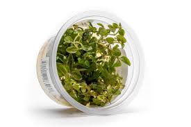 Image result for Ludwigia senegalensis