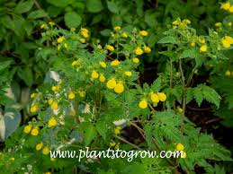 Image result for Calceolaria