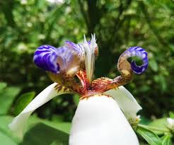 Image result for Neomarica northiana