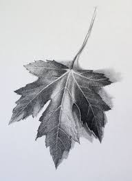 Wie Zeichnet Man Ein Blatt Videolektion Von Drawing Academy Zeichnungsakademie Allyson Day Tagliches Pin Blog In 2020 Zeichnung Bleistiftzeichnung Kunstwerke
