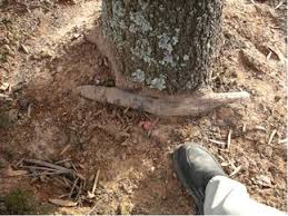 This trait shows the wide range of genetic diversity in the species. Girdling Root Schneider Tree Care