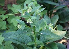 Put a lid on it to contain the odor. Comfrey Tea Homemade Natural Fertilizer