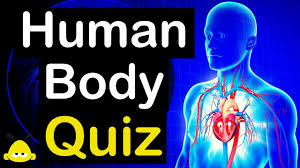 What kind of cells are found in the brain? 50 Fun Facts About The Human Body Unbelievable Quiz Beez