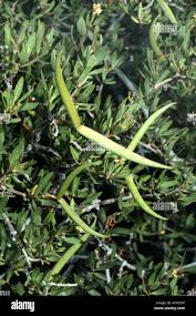 Image result for Periploca