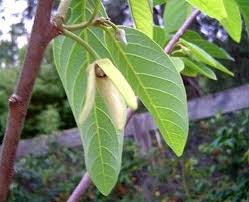 Image result for Annonaceae
