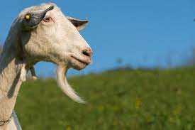 Why are we getting so few? Here Is A List Of 10 Extremely Good Goat Beards Modern Farmer