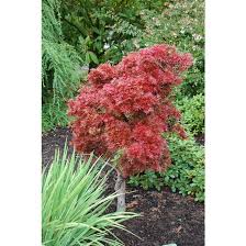 Buy japanese maples with delivery right to your door. Acer Palmatum Shaina Shaina Japanese Maple Broken Arrow Nursery