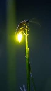 9 Creatures Of Animal Kingdom That Emit Light