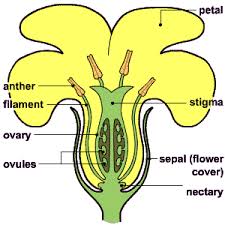 A bisexual flower is a flower that contains all the four whorls such as petals, sepals, the male reproductive structure (stamen) and. Quotes About Reproductive System 29 Quotes