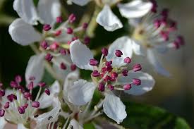 Image result for Landolphia villosa