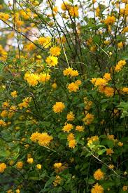 Image result for Kerria japonica