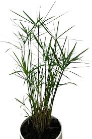 Image result for Cyperus amauropus