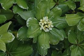 Variegated pittosporum also known as variegated japanese mock orange is a compact evergreen shrub with variegated foliage. Variegated Mock Orange Shrubs