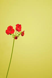 In cash or etransfer tips are welcomed. Red Geranium Will Forever Remind Me Of My Grandfather Geraniums Red Geranium Red Geraniums