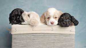 They are sold with limited registration. Puppies For Sale In Las Vegas Pet Stores Dogs For Sale