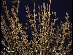 Image result for Myrothamnus flabellifolius