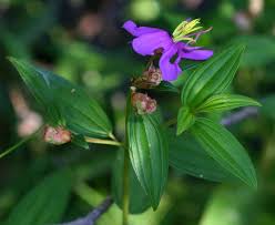 Image result for Melastomastrum capitatum