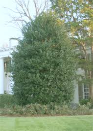 Seed germination trapsheat and moisture to speed germination and plant growth. Best Of The Tall Screening Shrubs Neil Sperry S Gardens