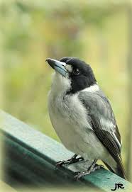 Birds That Sing In The Morning Australia My Friendly Grey Butcher Bird Visiting Today Maleny Australia Australian Native Birds Australian Native Animals Australian Birds