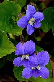 A flower is a naturally occurring plant that occurs in various forms and colors. 950 Blue Purple Flowers Ideas In 2021 Purple Flowers Flowers Blue And Purple Flowers