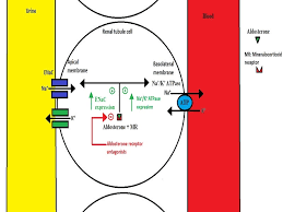 Image result for Finerenone