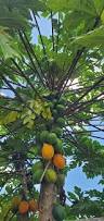 Image result for Carica papaya