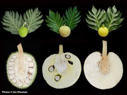 Image result for Artocarpus