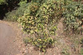 Image result for Flemingia strobilifera