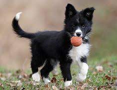 830 Border Collie Thatll Do Ideas In 2021 Border Collie Collie Dogs