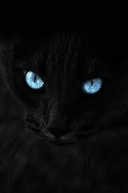 I Can Still See Those Blue Eyes Glowing In The Dark Every Time I Close My Own Cats Cat With Blue Eyes Crazy Cats