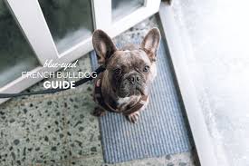 The frenchie makes a great family pet! French Bulldogs With Blue Eyes Risks Health Eye Color Change Canine Bible